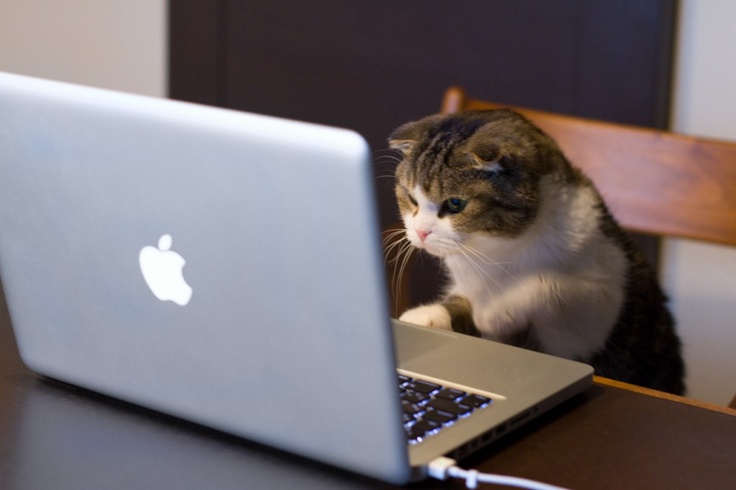 cat_using_computer-computer-cats
